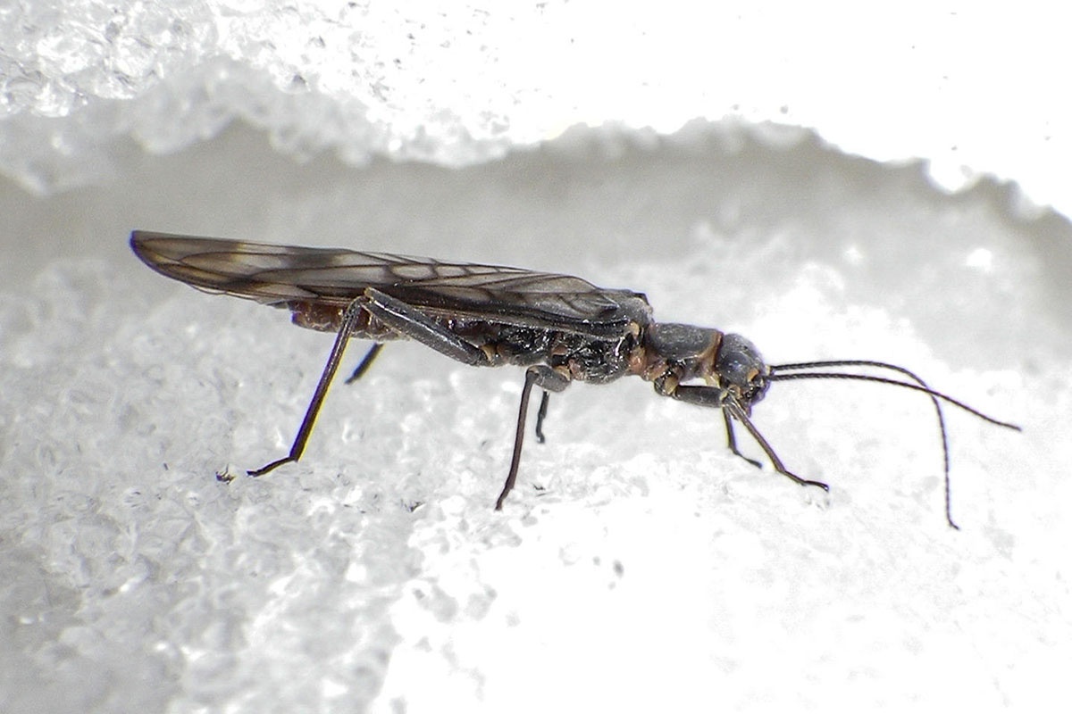 Chuồn chuồn băng